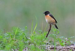 Siberian Stonechat